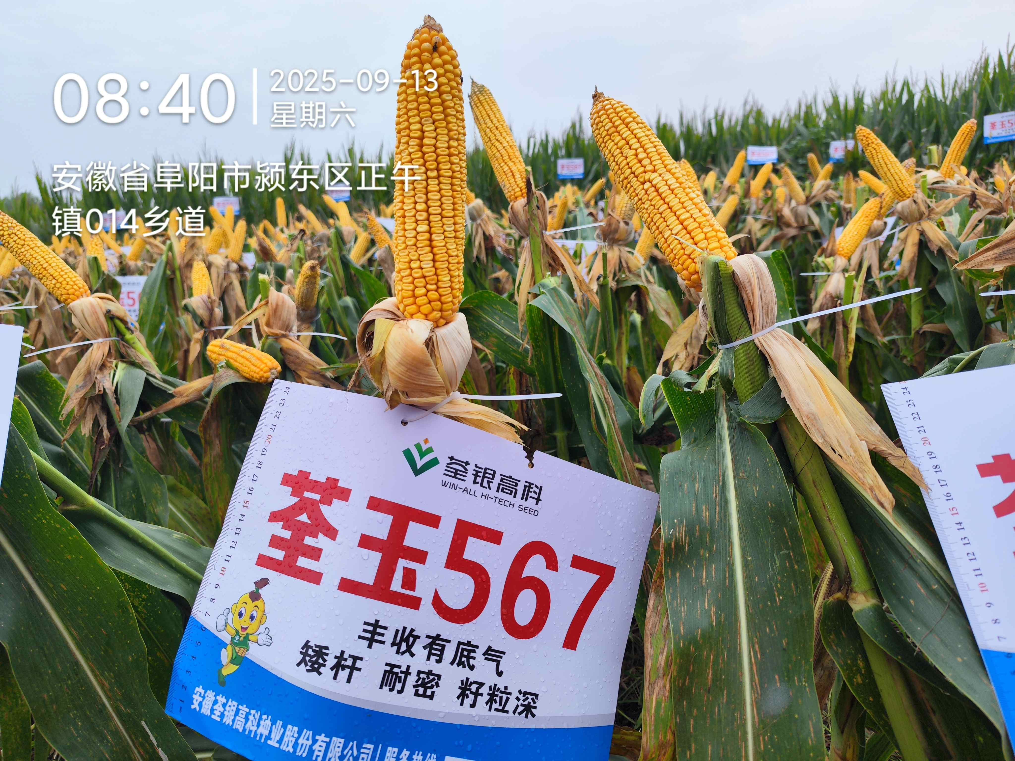 荃玉567.jpg